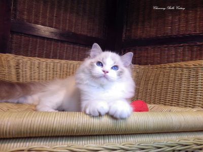 Ragdoll cica! Linzy! 💖💖😍 lány!