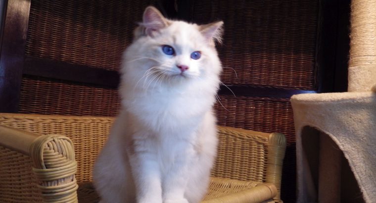 London! 💖💖😇 Ragdoll fiú!