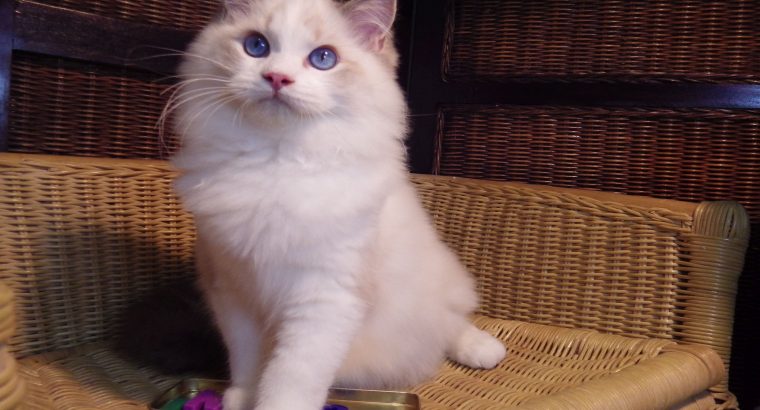 London! 💖💖😇 Ragdoll fiú!