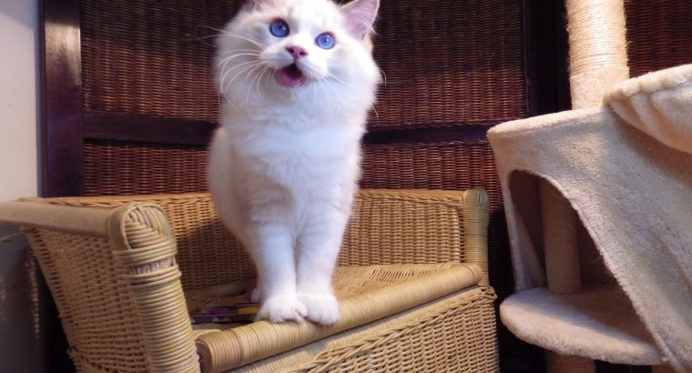 London! 💖💖😇 Ragdoll fiú!