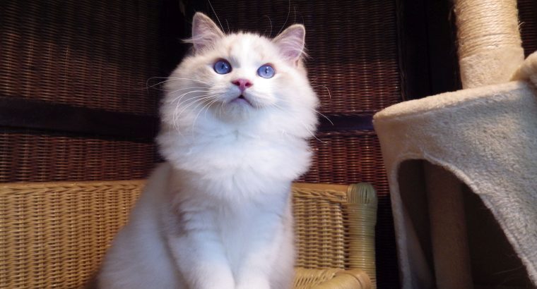 London! 💖💖😇 Ragdoll fiú!