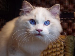 London! 💖💖😇 Ragdoll fiú!