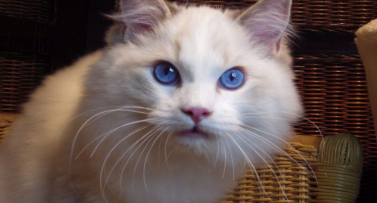 London! 💖💖😇 Ragdoll fiú!