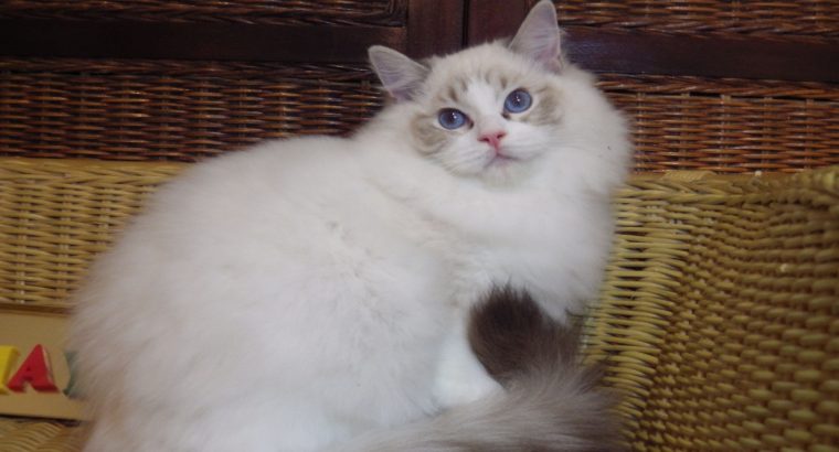 Maya Ragdoll cat! 💖💖😍