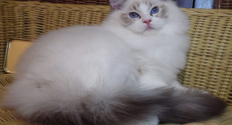 Maya Ragdoll lány! 💖💖💖💖😍