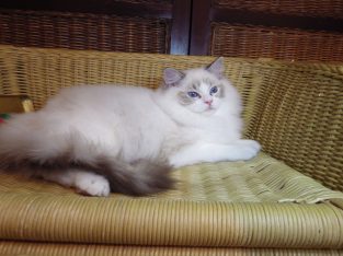 Maya Ragdoll lány! 💖💖💖💖😍