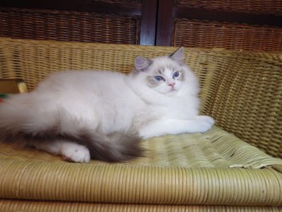 Maya Ragdoll lány! 💖💖💖💖😍