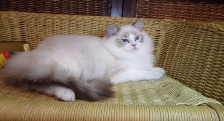 Maya Ragdoll cat! 💖💖😍