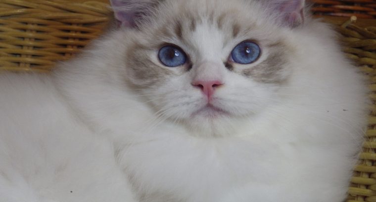 Maya Ragdoll cat! 💖💖😍