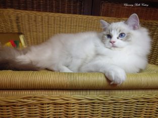Maya Ragdoll cat! 💖💖😍