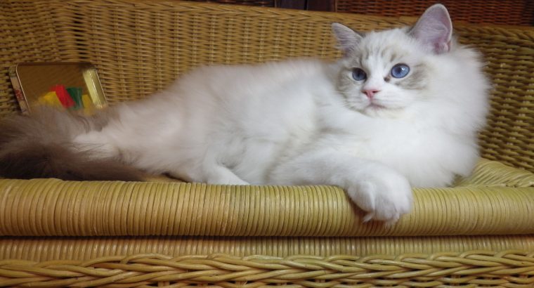 Maya Ragdoll cat! 💖💖😍