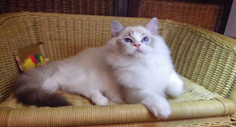 Maya Ragdoll lány! 💖💖💖💖😍