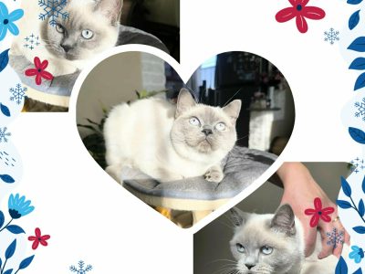 Azonnal költözhető doromboló cica