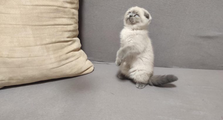 Skót bluepoint kislány! Nina.