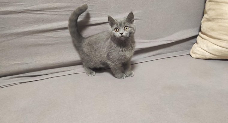 Skót kék kandúr! Nimród.