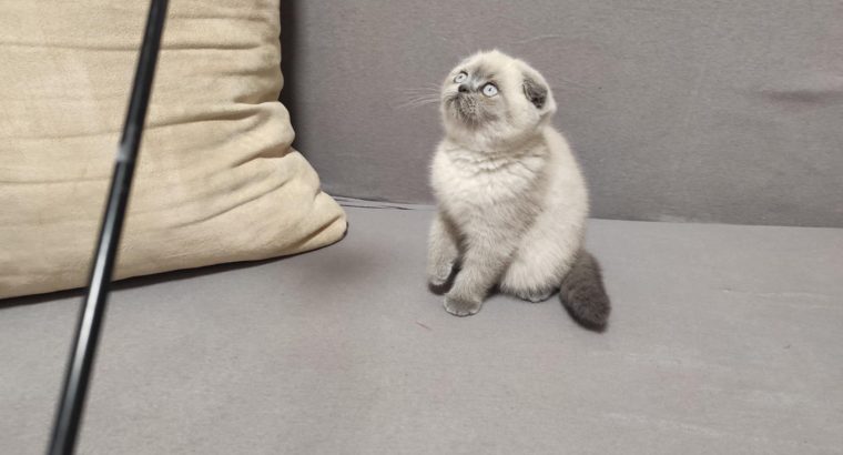 Skót bluepoint kislány! Nina.