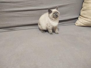 Skót bluepoint kislány! Napsugár