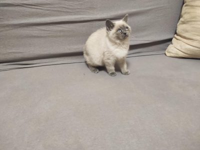 Skót bluepoint kislány! Napsugár