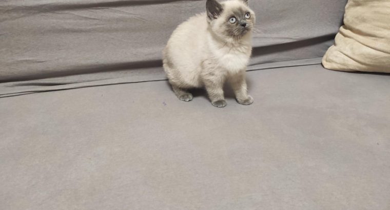 Skót bluepoint kislány! Napsugár