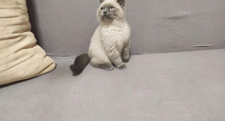 Skót bluepoint kandúr! Noel