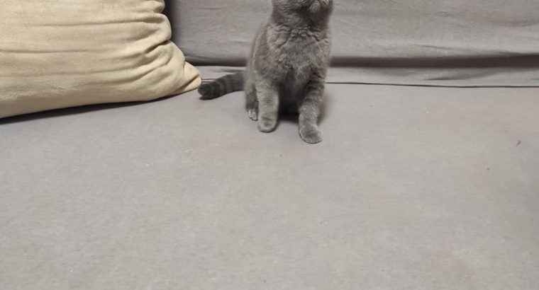 Skót kék kislány! Nono.