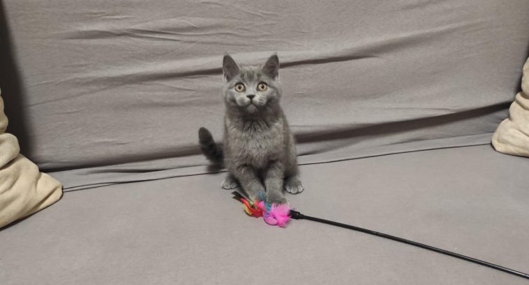 Skót kék kandúr! Nimród.