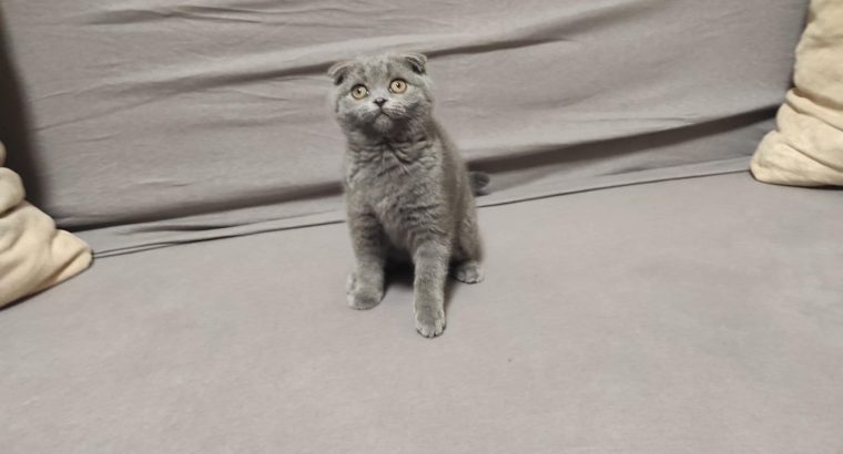 Skót kék kislány! Nono.