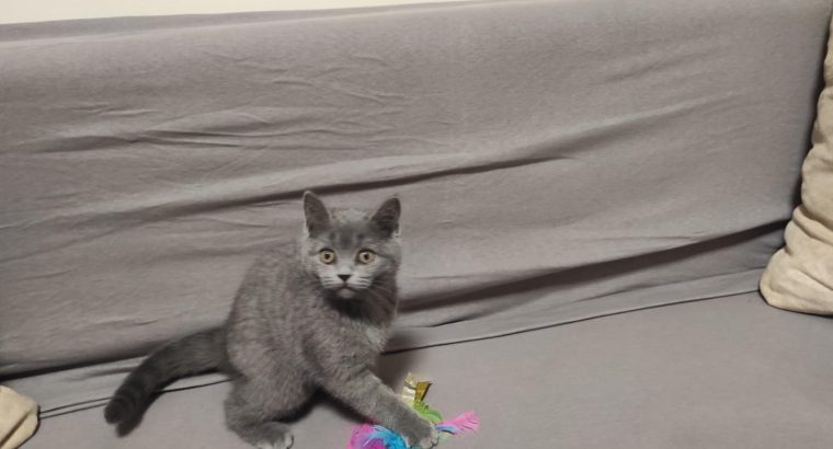 Skót kék kandúr! Nimród.