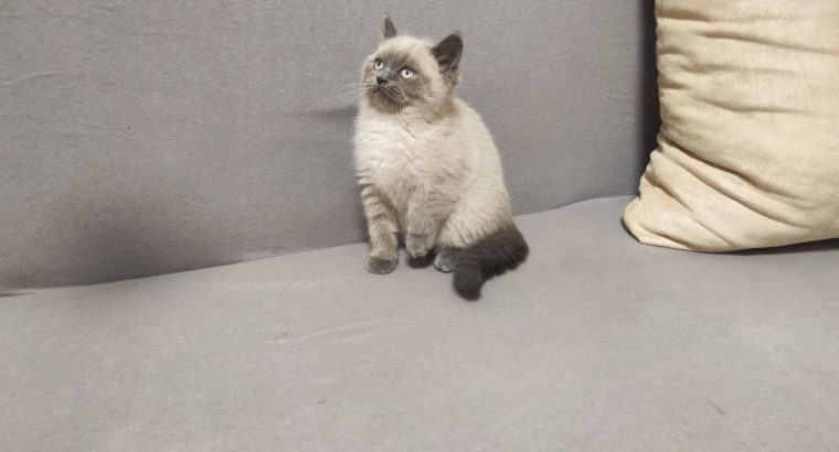 Skót bluepoint kandúr! Noel