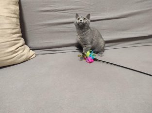 Skót kék kandúr! Nimród.