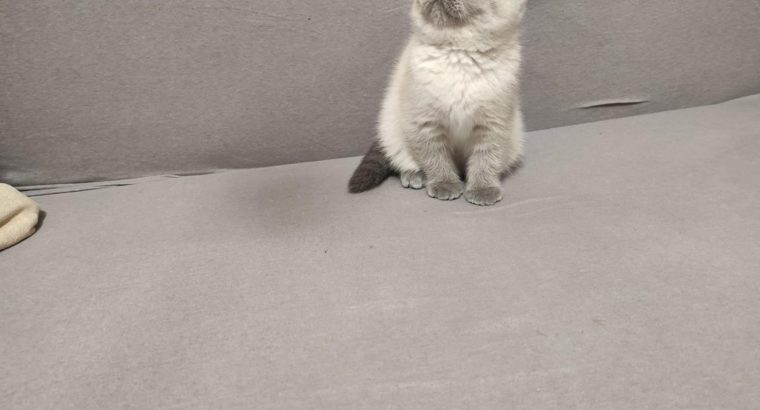 Skót bluepoint kislány! Nina.