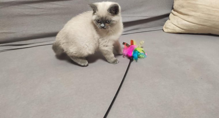 Skót bluepoint kislány! Napsugár