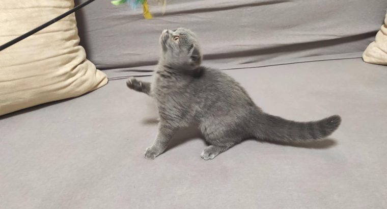 Skót kék kislány! Nono.