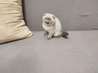 Skót bluepoint kislány! Nina.