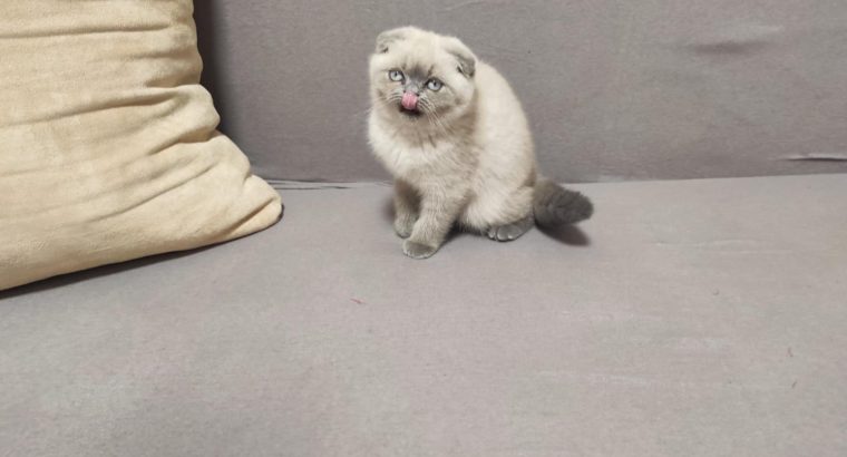 Skót bluepoint kislány! Nina.