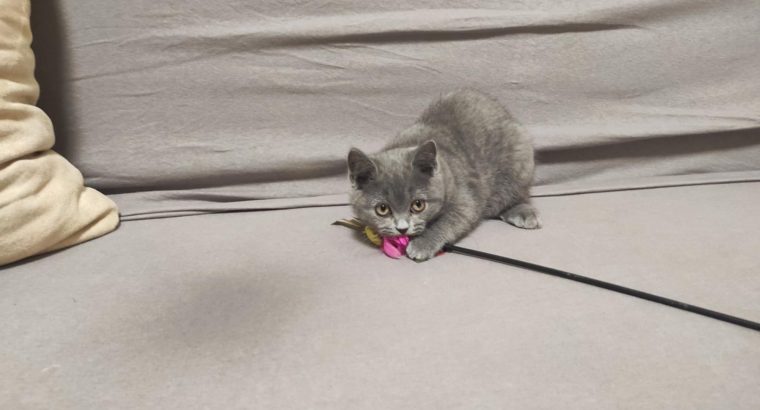 Skót kék kandúr! Nimród.