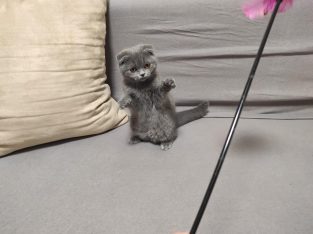 Skót kék kislány! Nono.