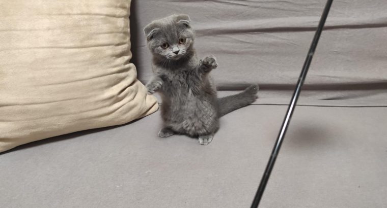 Skót kék kislány! Nono.