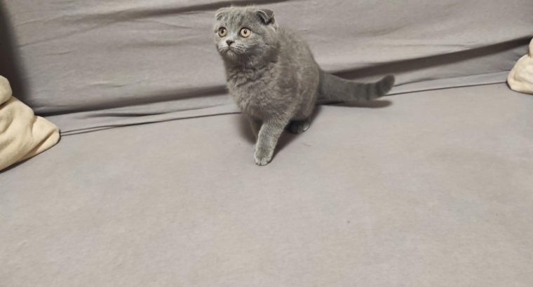 Skót kék kislány! Nono.