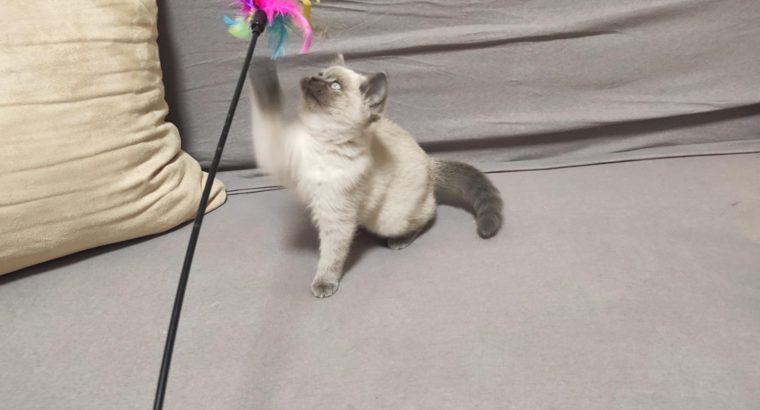 Skót bluepoint kislány! Napsugár