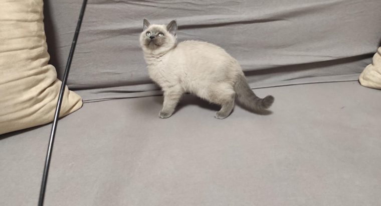 Skót bluepoint kislány! Napsugár