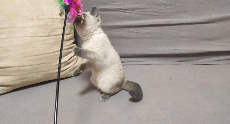 Skót bluepoint kislány! Napsugár