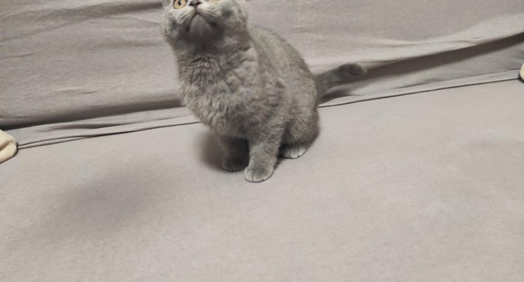 Skót kék kandúr! Nimród.