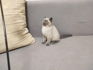 Skót bluepoint kandúr! Noel