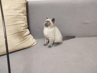 Skót bluepoint kandúr! Noel