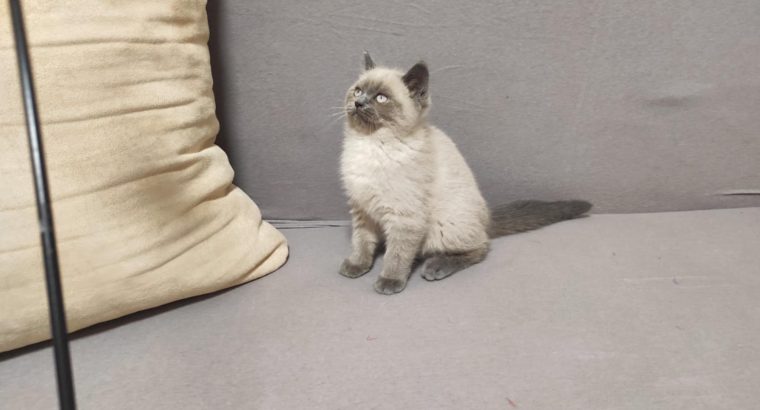 Skót bluepoint kandúr! Noel