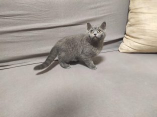 Skót kék kandúr! Nimród.