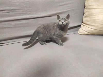 Skót kék kandúr! Nimród.