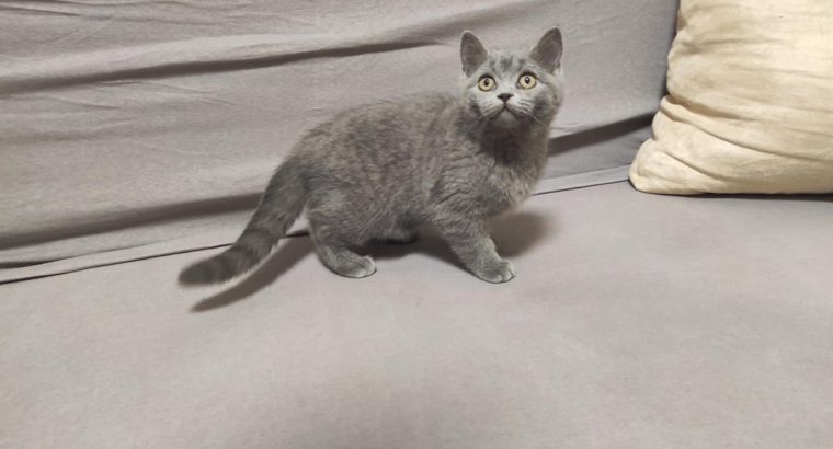 Skót kék kandúr! Nimród.