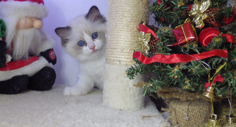 💖 Ragdo cica Naomi lány!😍💖💖 De